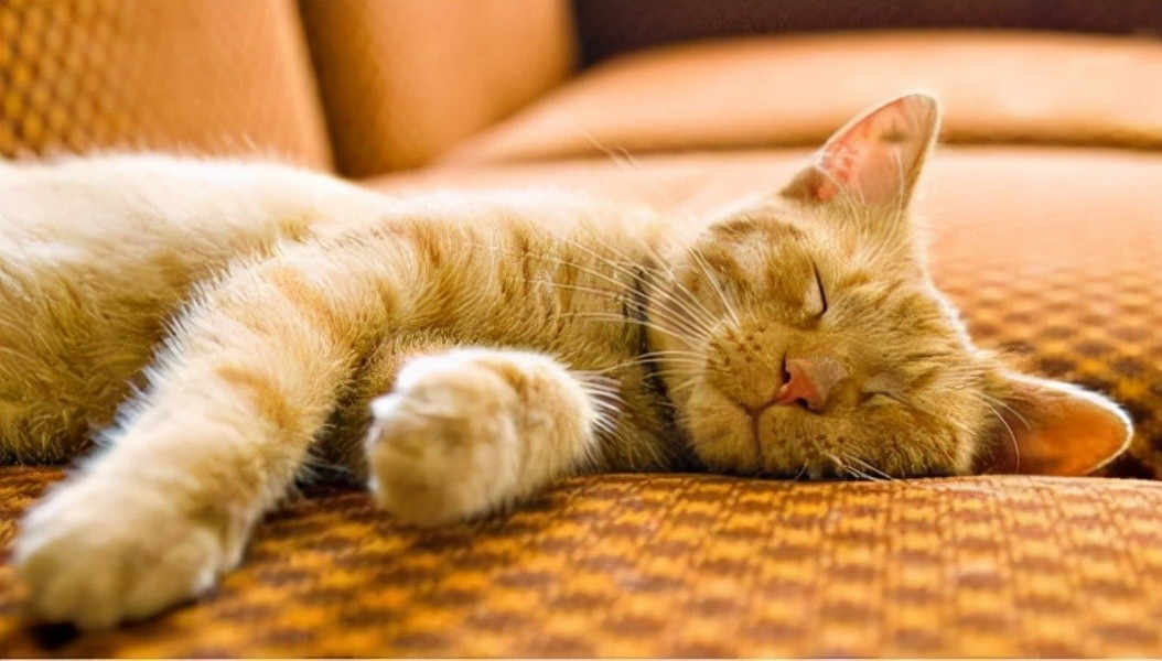 助眠好物排行榜,有了这些就不怕睡不着了