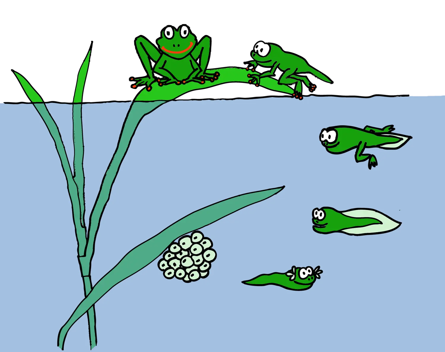 frog-758072_1920.png