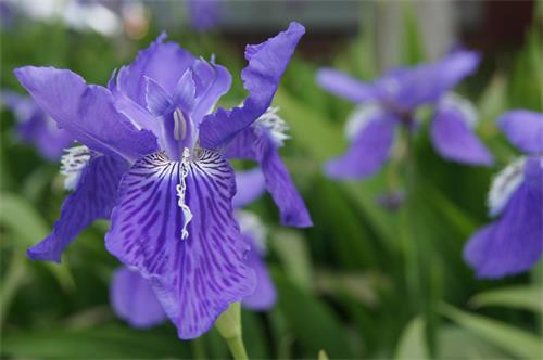 iris.jpg