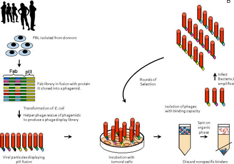 全人源单抗制备；Full Human Antibody production