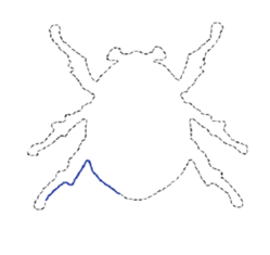 图1-2 Shapelet的一个图像,其中Shapelet为蓝色线突出表示部分