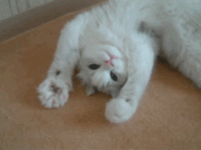 f845d698940dfbe77e770bf8e3acf944.gif