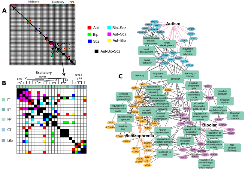图片 Plos Biology | 40种人类常见脑部疾病转录组学分析,提供基于分子的疾病分类和比较新策略_数据_04