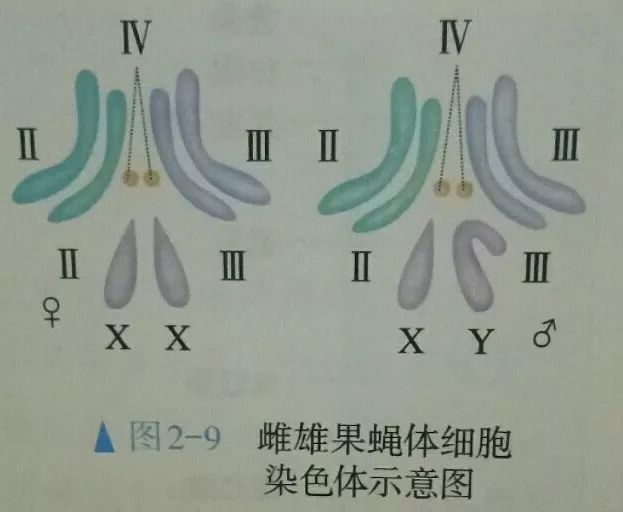 几个数判断大小_【解题技巧】染色体组的判断方法及解题技巧