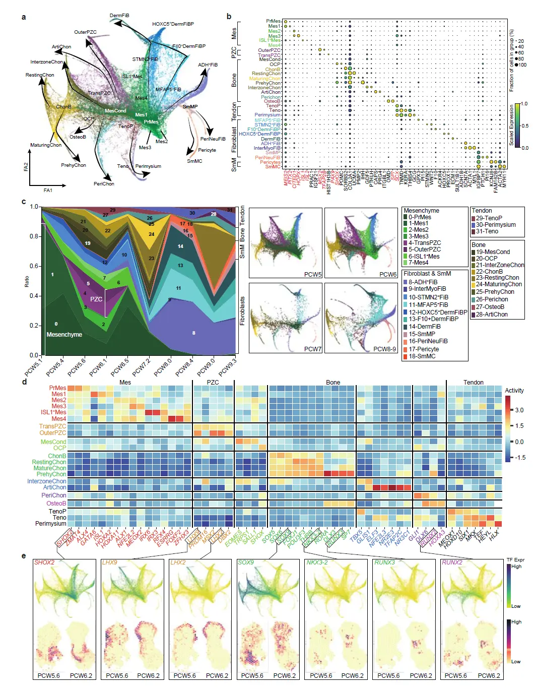 10X单细胞空间联合分析解析的人类胚胎limb cell图谱_a human embryonic limb cell atlas ...