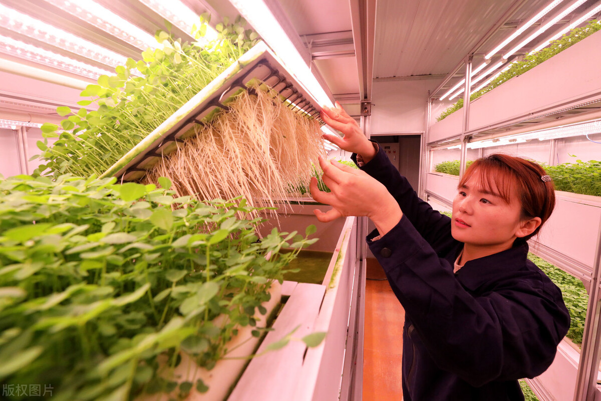 打破食品生产的界限，集装箱如何在农场种植农作物？