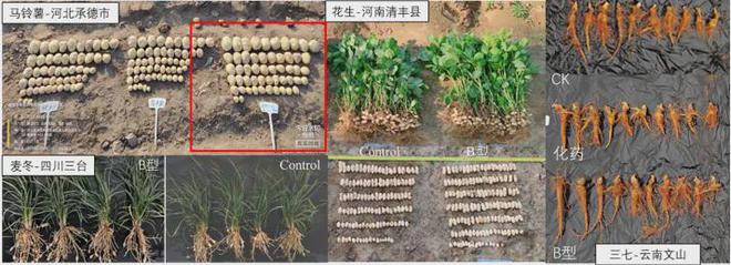 新型生物刺激素集成技术-SF花粉多糖果力蓓助力产量和品质双提升_应用实例_08