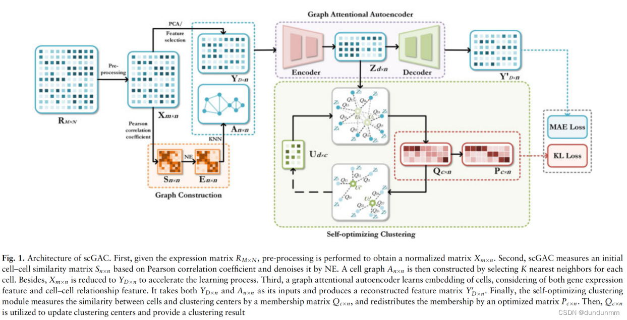 论文阅读：scGAC: a graph attentional architecture for clustering single-cell ...