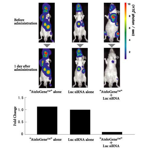AteloGene®  体内siRNA转染试剂盒