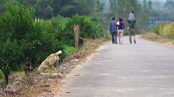 罗浮山自驾小结