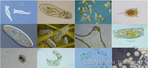 毕业设计：基于机器视觉的微生物图像分类