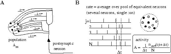 pools of neurons