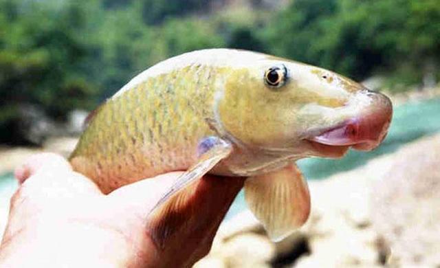 《野生厨房》在贵州的最后一站,野生家族欢享大山美味猪嘴鱼