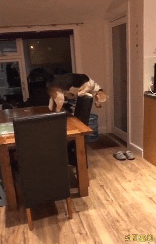39fc2c8df246364c8f3aed96518f164b.gif