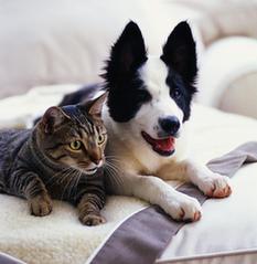 猫狗宠物消耗的能源堪比汽车