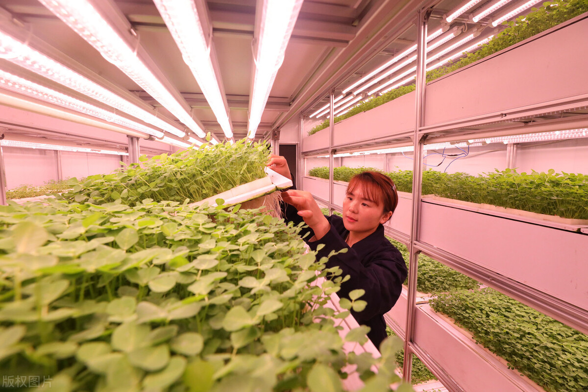 打破食品生产的界限，集装箱如何在农场种植农作物？