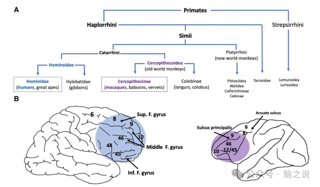 Brain综述|前额叶皮层：从猴子到人_颗粒状的额叶区域前额叶皮层完全由颗粒细胞构成,是灵长类动物特有的结构-CSDN博客