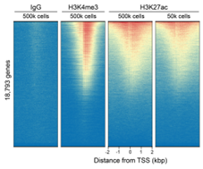 EpiCypher新品推荐——H3K27ac Antibody, SNAP-Certified™ for CUT&RUN and CUT&Tag