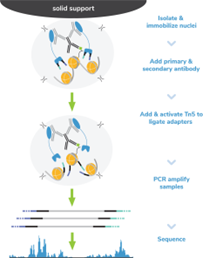 EpiCypher新品推荐——H3K27ac Antibody, SNAP-Certified™ for CUT&RUN and CUT&Tag