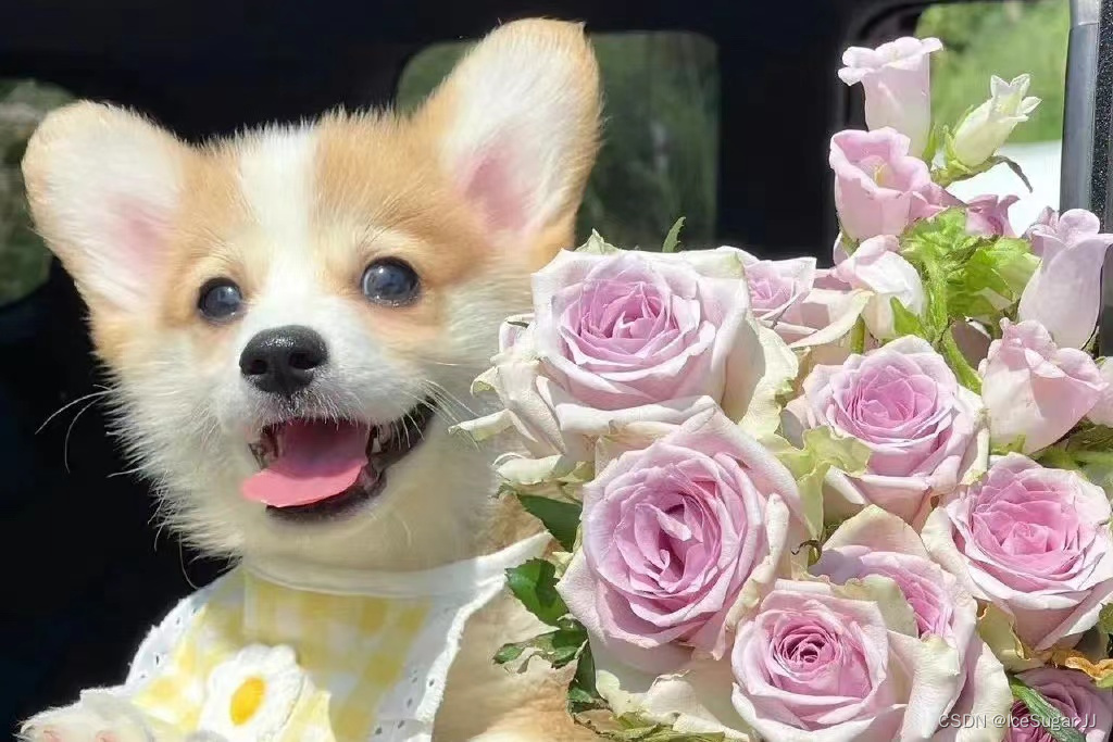 图片来源系网络,仅供欣赏!