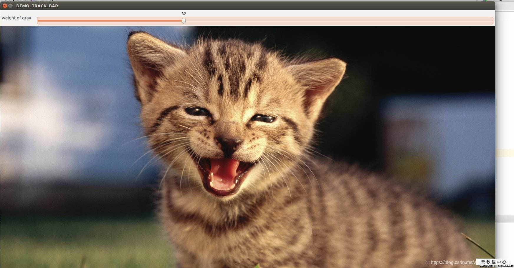 cat