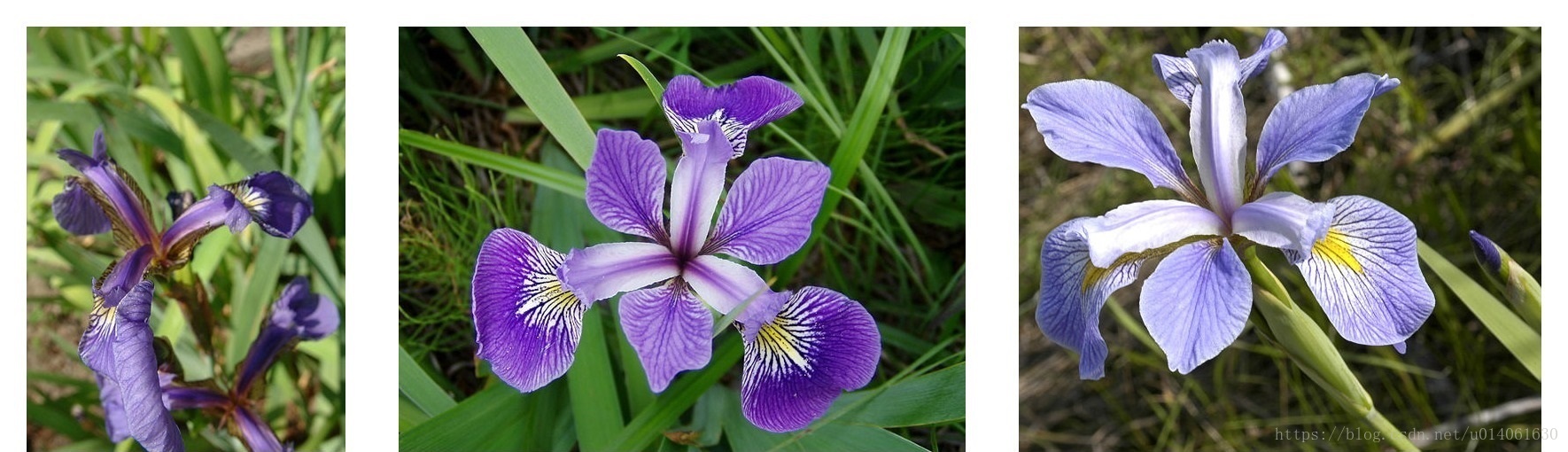 Iris