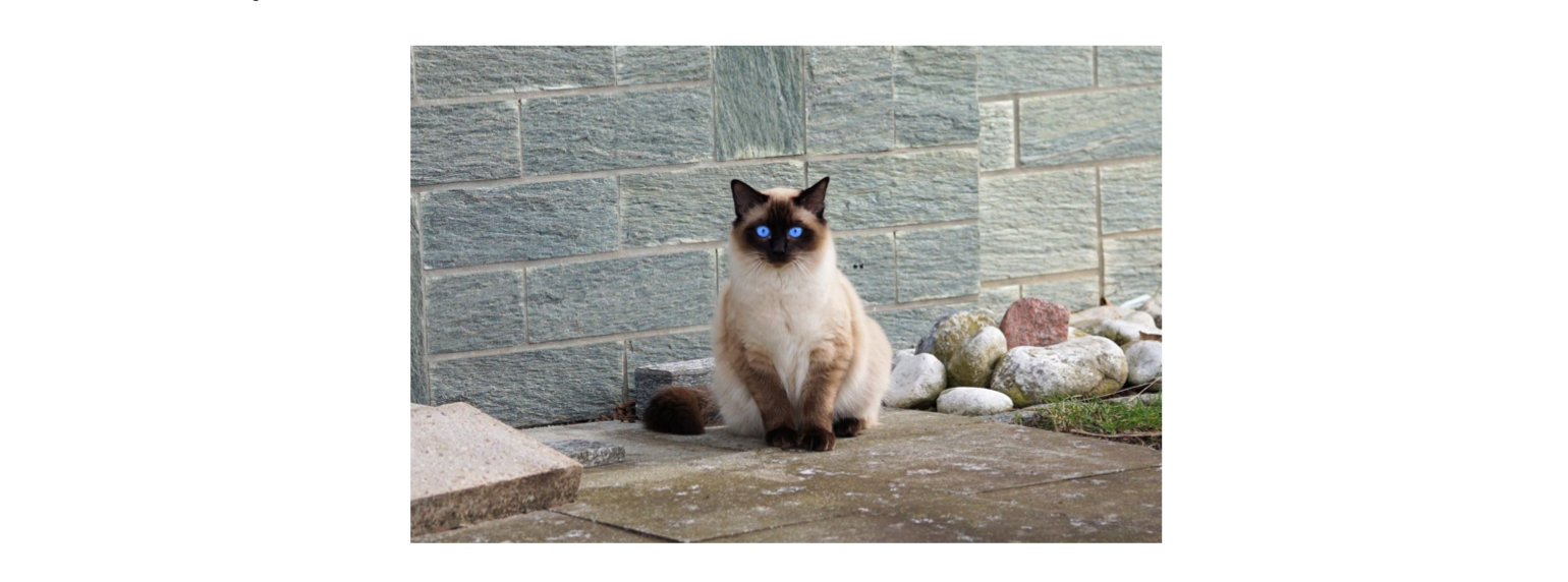 image-20181217164957524