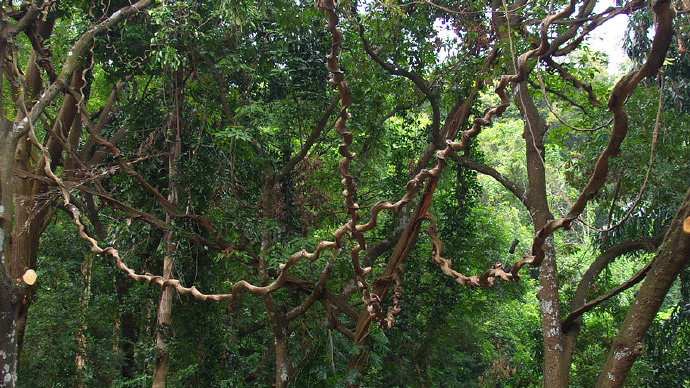 罗浮山自驾小结