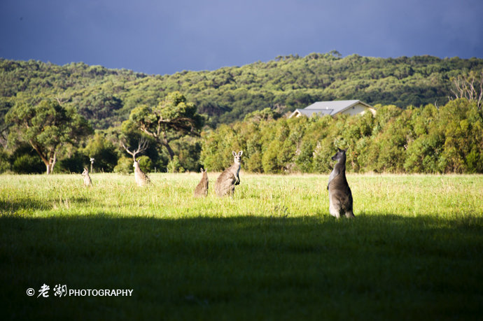 [转载]环游澳大利亚18天——前传与攻略