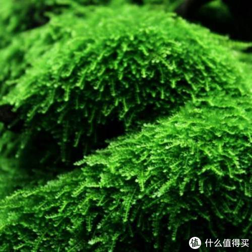 开缸种草篇