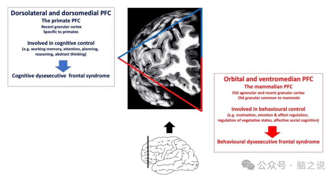 Brain综述|前额叶皮层：从猴子到人_颗粒状的额叶区域前额叶皮层完全由颗粒细胞构成,是灵长类动物特有的结构-CSDN博客