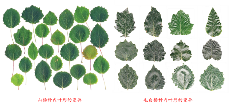 Plant Physiology:DAP-seq助力揭示YABBY11转录因子调控杨树叶形自然变异的分子机制_yabby转录因子-CSDN博客