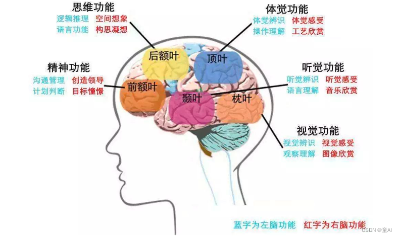 人脑的中枢神经系统_框前额叶皮层英文-CSDN博客
