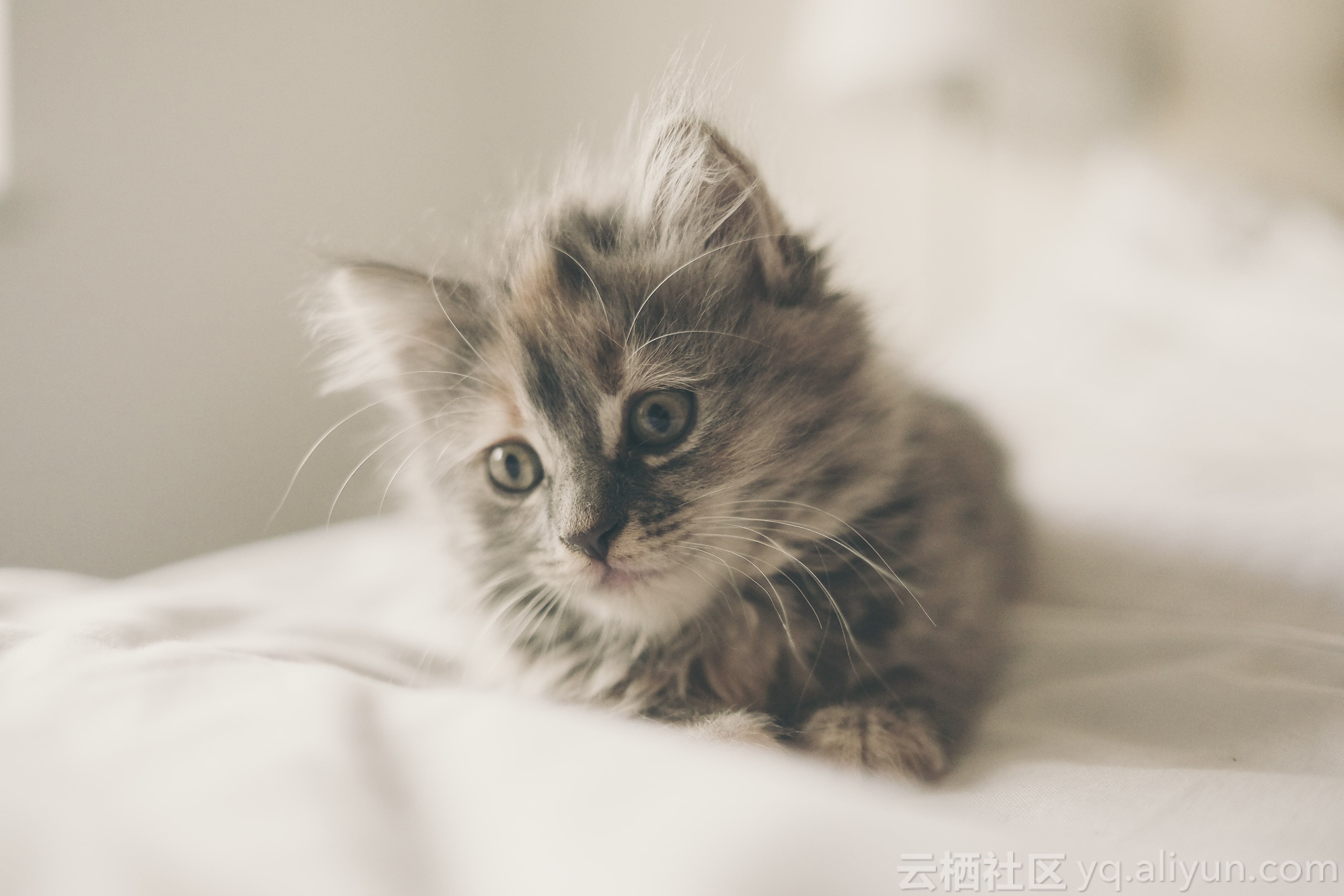 452_fredmarriage_close_up_photo_of_kitten_lying_on_white_textile_min