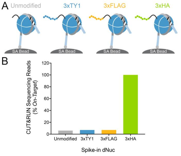 Epicypher热销产品——HA Tag CUTANA™ CUT&RUN Antibody
