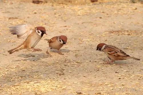 【路径规划】基于麻雀搜索算法的无人机三维路径规划matlab 源码_麻雀搜索算法