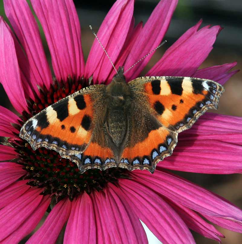 Photograph of a butterfly on a purple flower