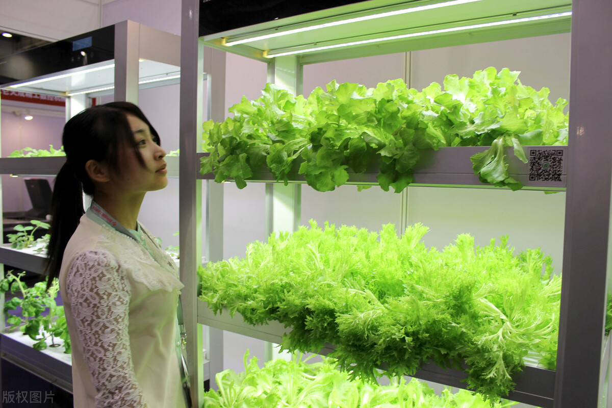 在没有土壤的情况下种植植物的园艺，水培的简史