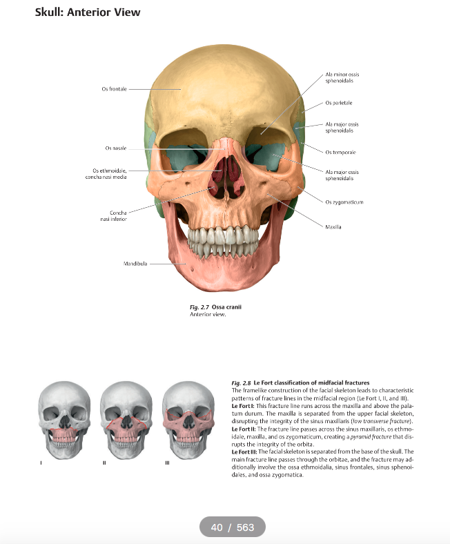 Anatomy for Dental Medicine, Latin Nomenclature 2016 牙科医学解剖学，拉丁命名法 PDF ...