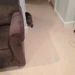 6c2a9528504382cfa0aa3fe316128511.gif