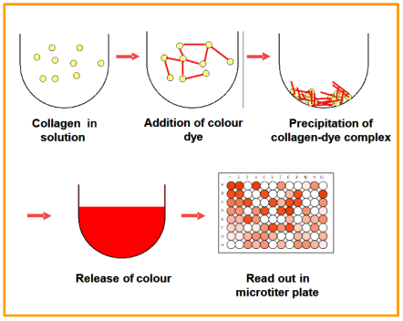 QuickZyme热销产品推荐：可溶性胶原蛋白(Soluble Collagen)检测试剂盒
