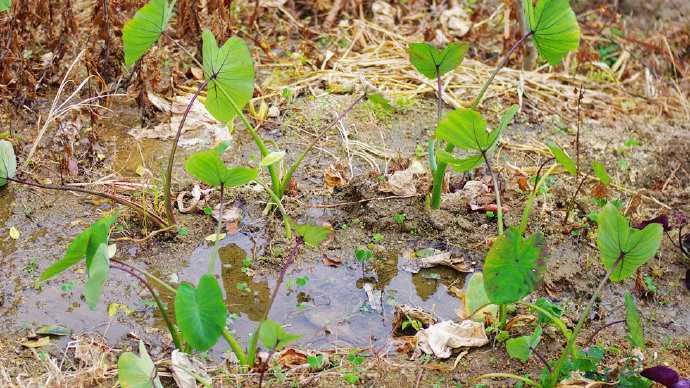 罗浮山自驾小结