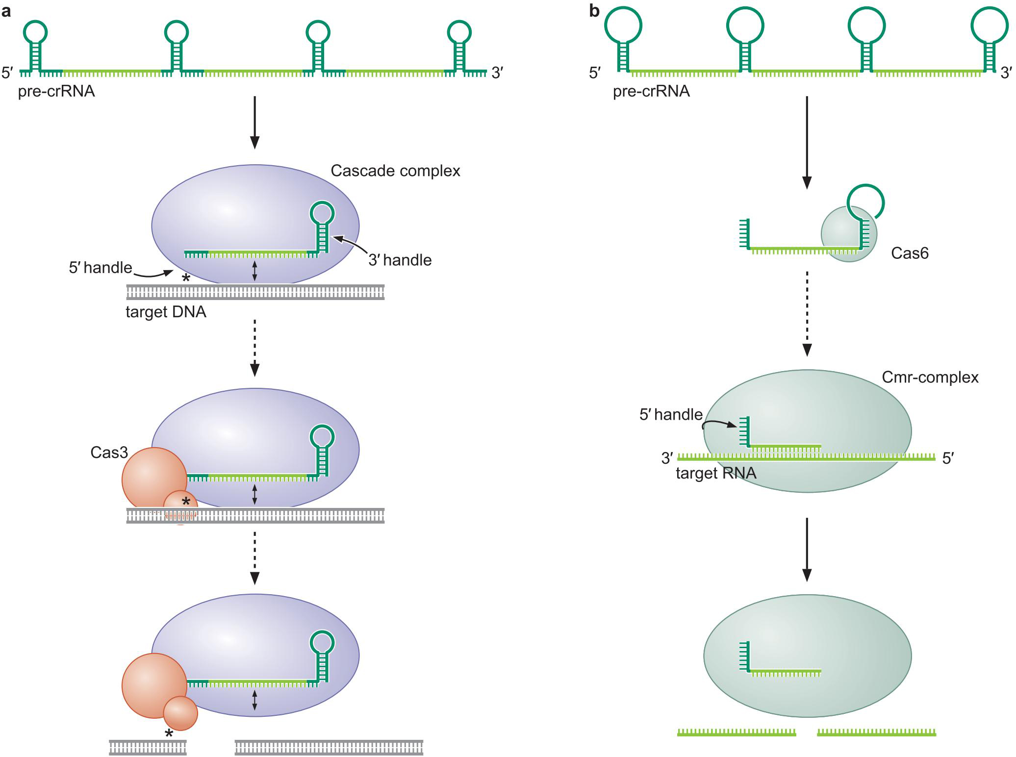 MIT Molecular Biology 笔记7 调控RNA-CSDN博客