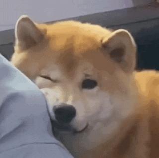 动图封面