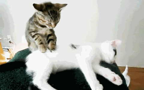 5d12984ba84fbb76883572c5a4e39ddf.gif