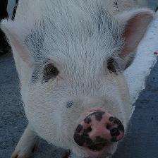 pig