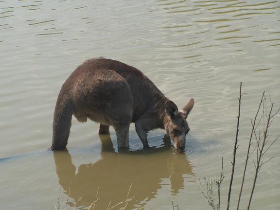 6_Aussie13.JPG