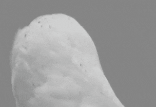6ac9166f55cc5a2306b341fba59b74f8.gif