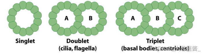 细胞生物学8-第八章-细胞骨架-CSDN博客