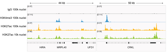 EpiCypher新品推荐——H3K27ac Antibody, SNAP-Certified™ for CUT&RUN and CUT&Tag